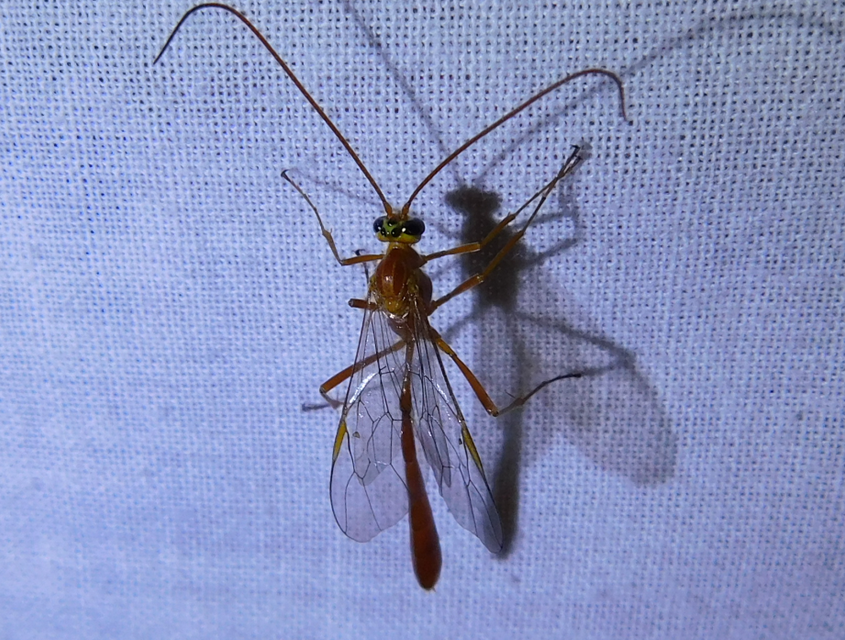 Ophion