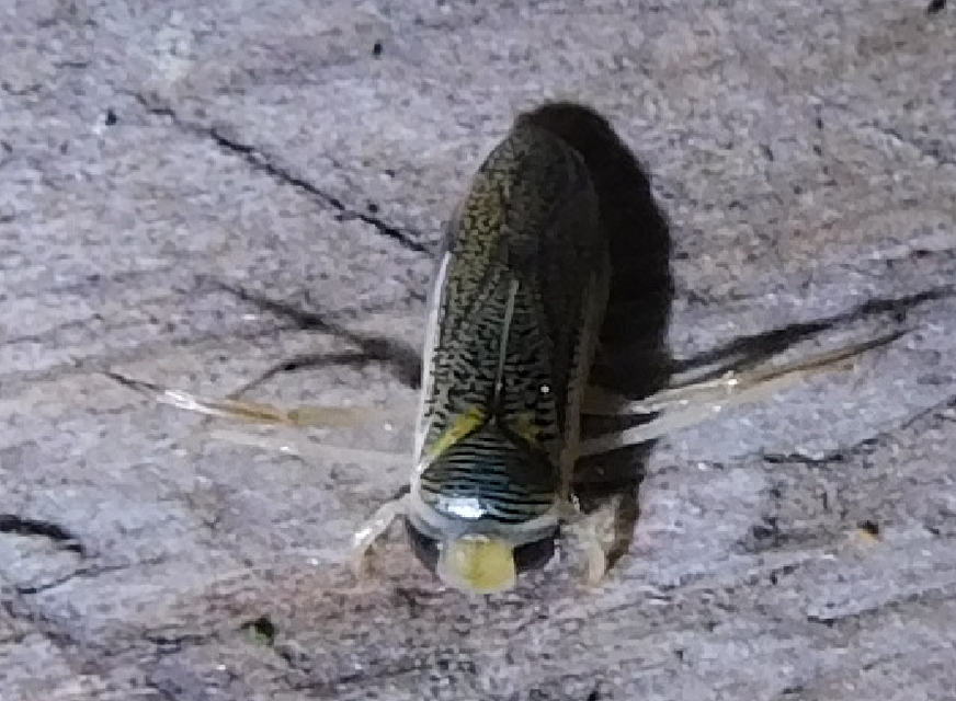 Corixidae - búvárpoloskák Corixidae - búvárpoloskák