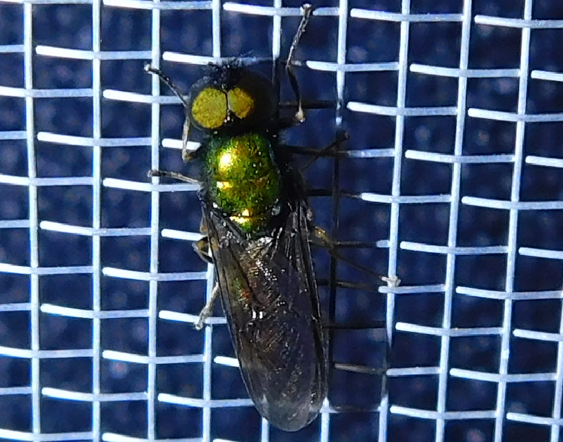 Stratiomyidae - katonalégyfélék
