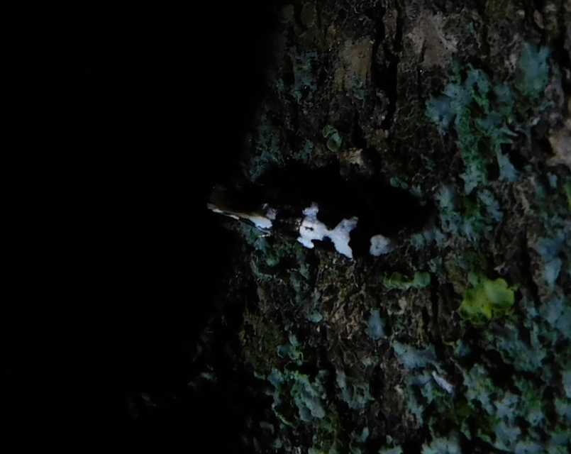 Neurothaumasia ankerella - magyarmoly