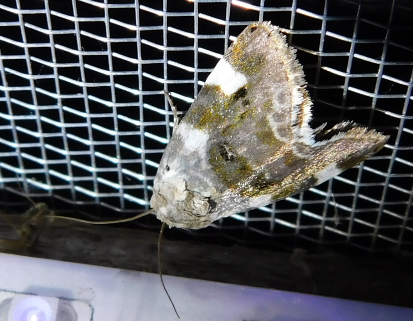 Acontia lucida - fehér nappalibagoly
