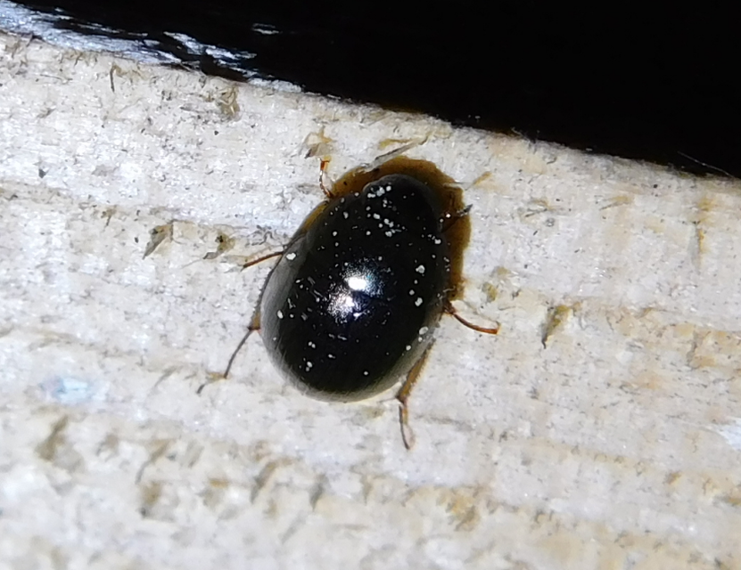 Hydrobius