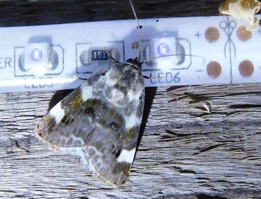 Acontia lucida - fehér nappalibagoly