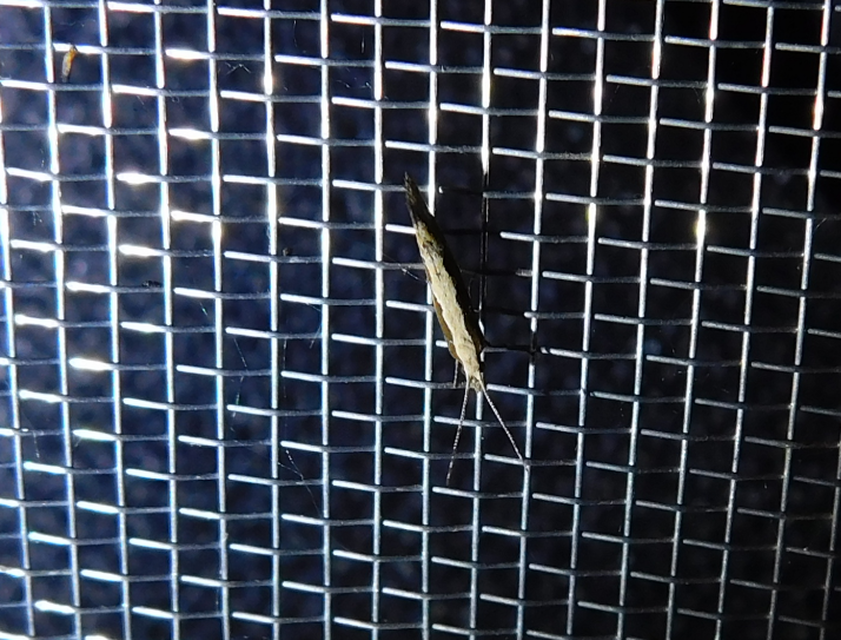 Plutella xylostella - káposztamoly