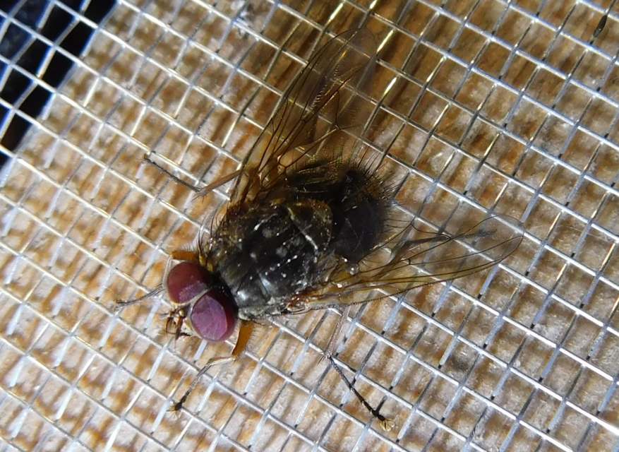Muscidae - igazi legyek