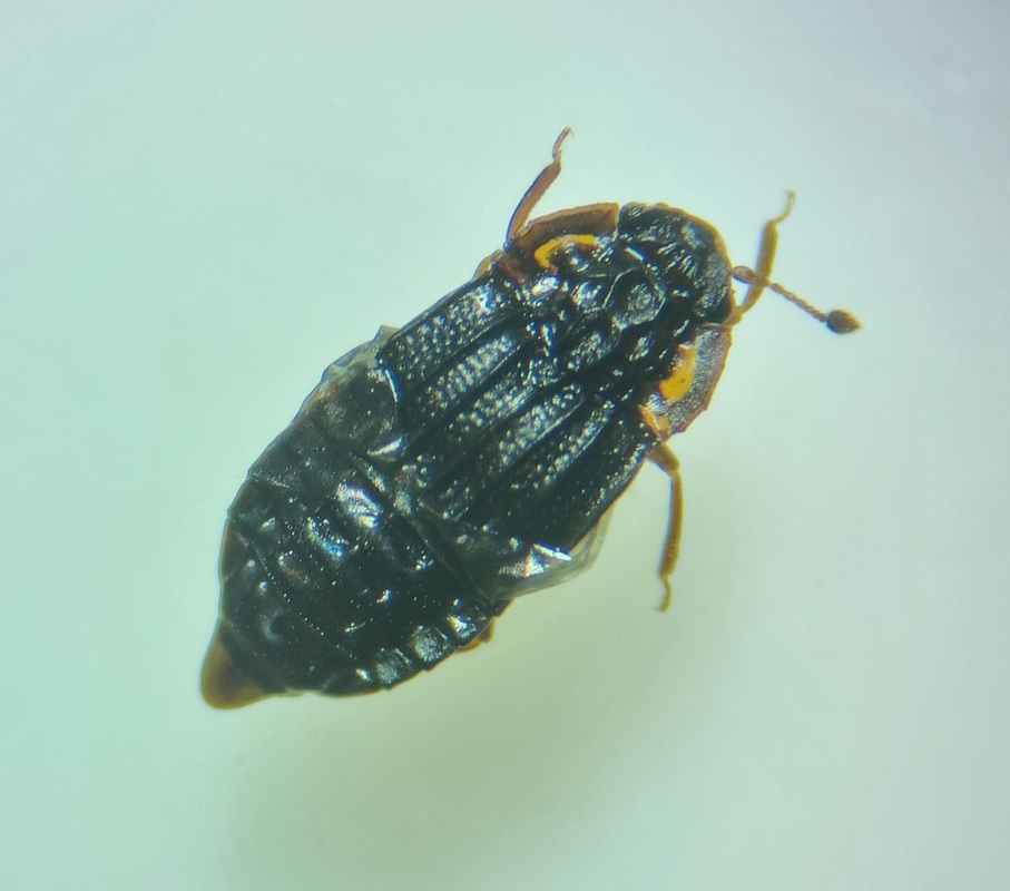 Micropeplus marietti - közönséges bordásholyva
