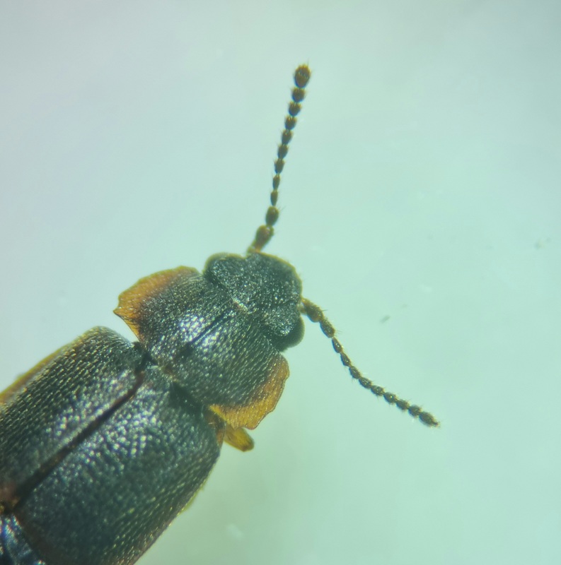 Megarthrus bellevoyei - érdes sutaholyva