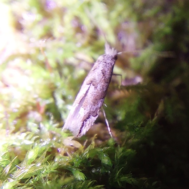 Phyllonorycter comparella - fehérnyár-sátorosmoly