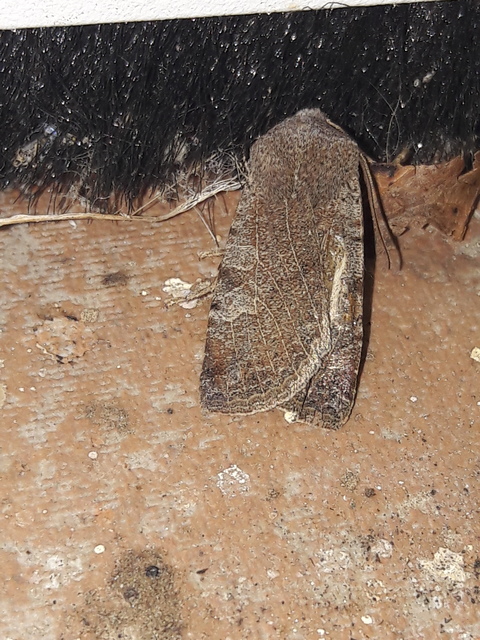 Conistra rubiginosa - szürke télibagoly
