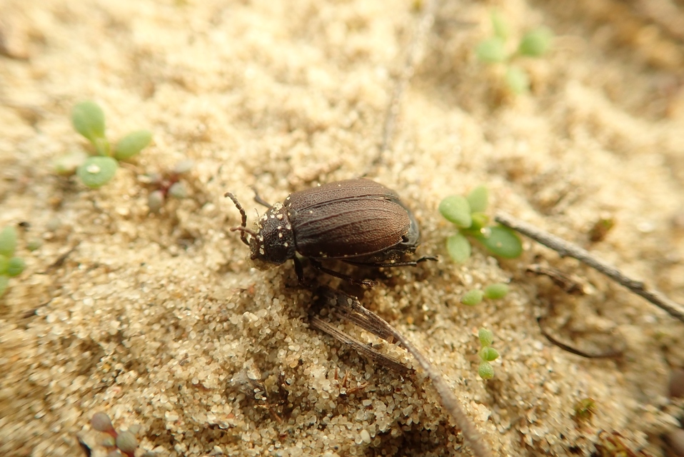 Galeruca pomonae - barna olajosbogár