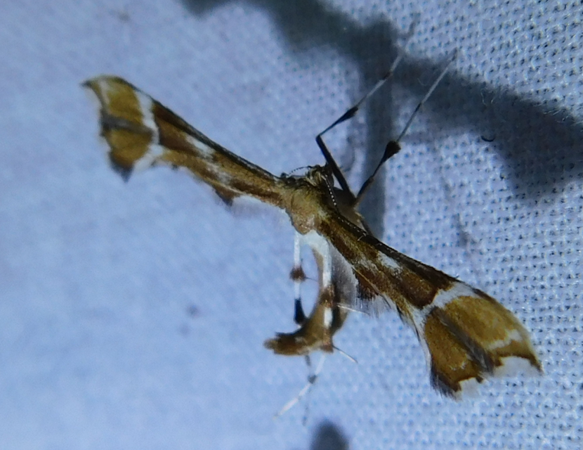 Cnaemidophorus rhododactyla - rózsabogyó-tollasmoly