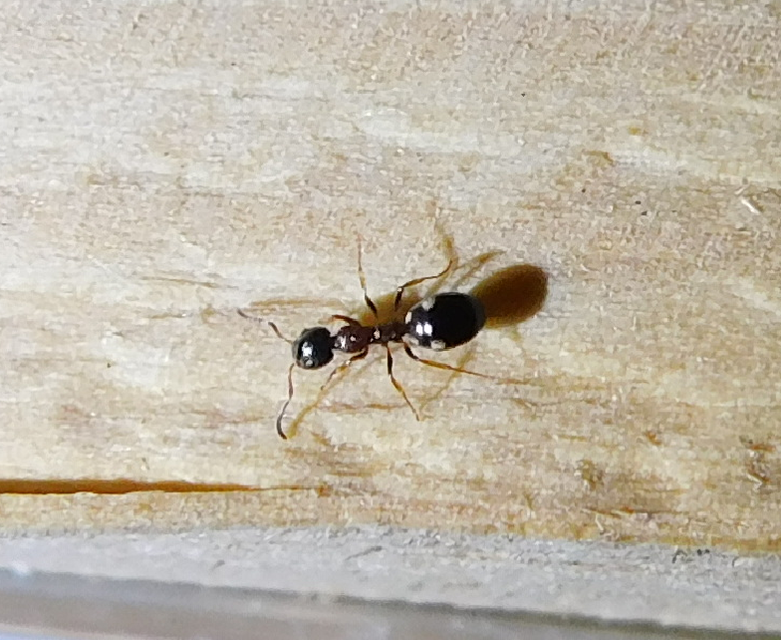 Dolichoderus quadripunctatus - négypettyes erdeihangya