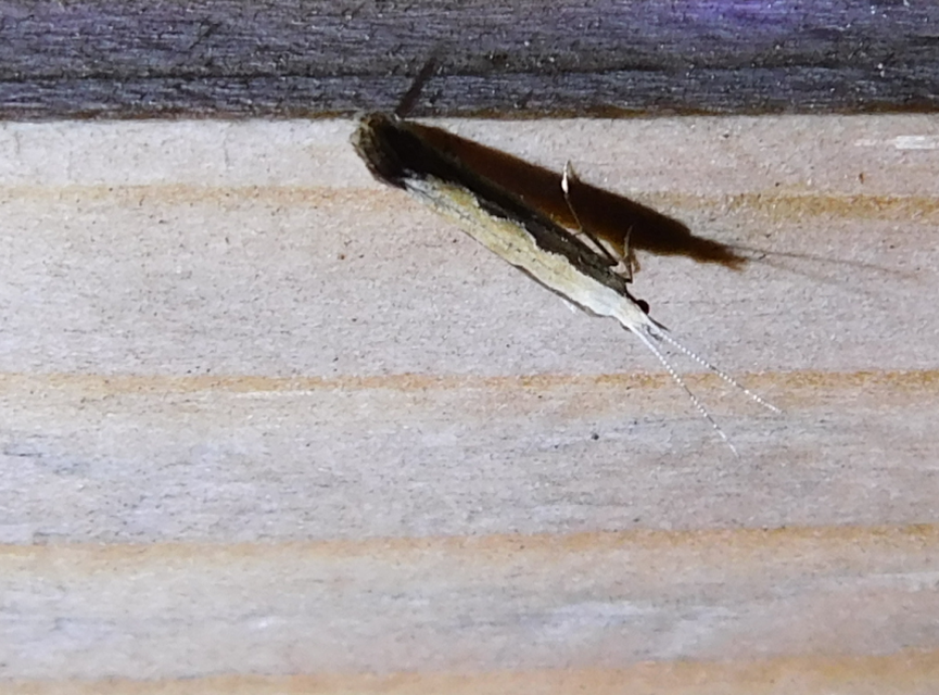 Plutella xylostella - káposztamoly
