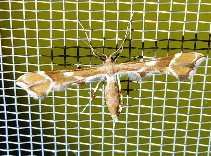 Cnaemidophorus rhododactyla - rózsabogyó-tollasmoly