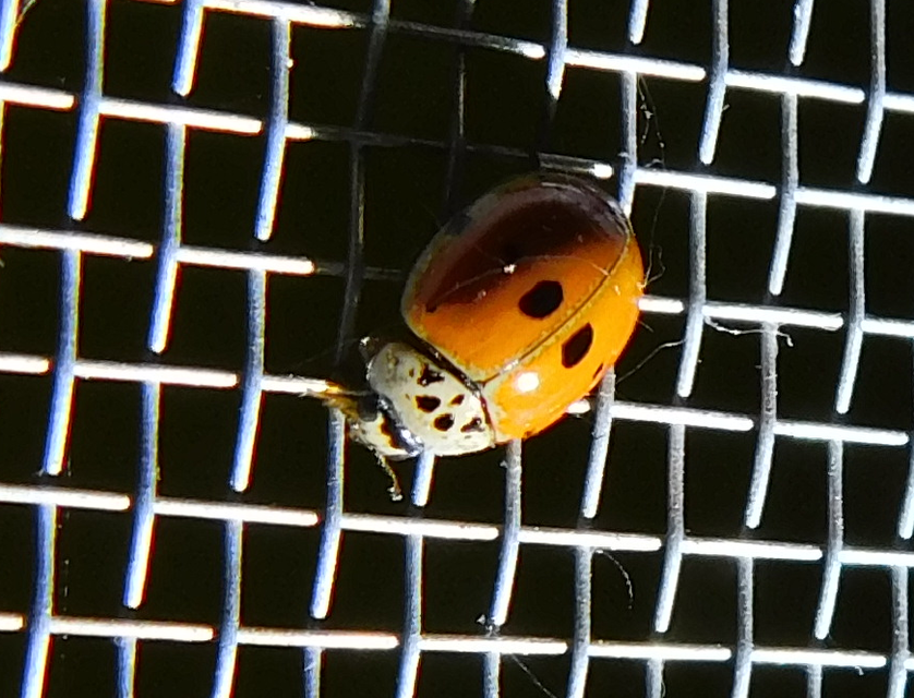 Adalia decempunctata - tízpettyes katica