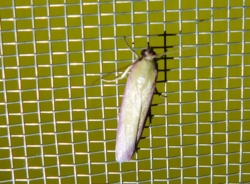 Oncocera semirubella - lucernamoly