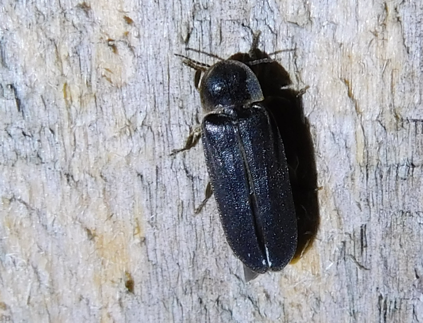 Lampyris noctiluca - nagy szentjánosbogár