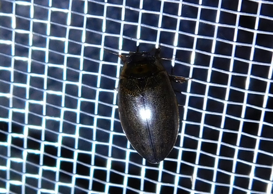 Rhantus frontalis - sárgamellű particsíkbogár