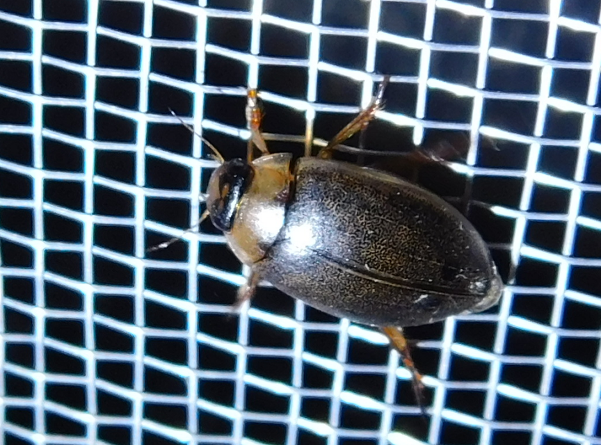 Rhantus