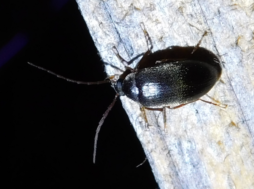 Hymenalia rufipes - rőtlábú alkonybogár