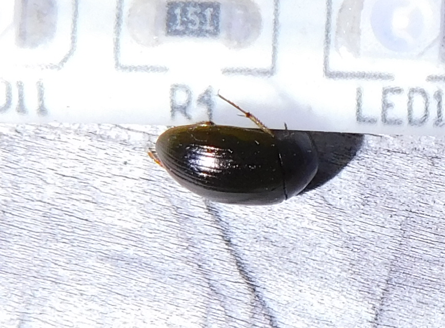 Hydrobius