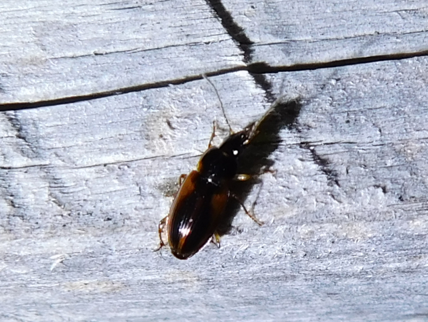 Stenolophus mixtus - közönséges turzásfutó