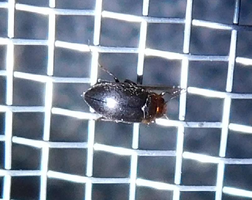 Hydroporus angustatus - karcsú kiscsíkbogár