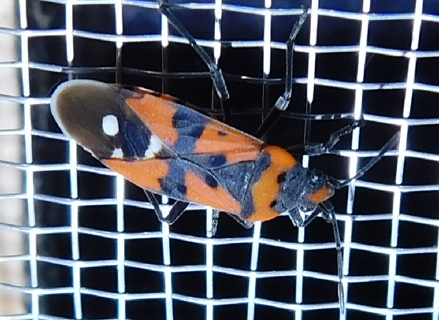 Lygaeus equestris/simulans