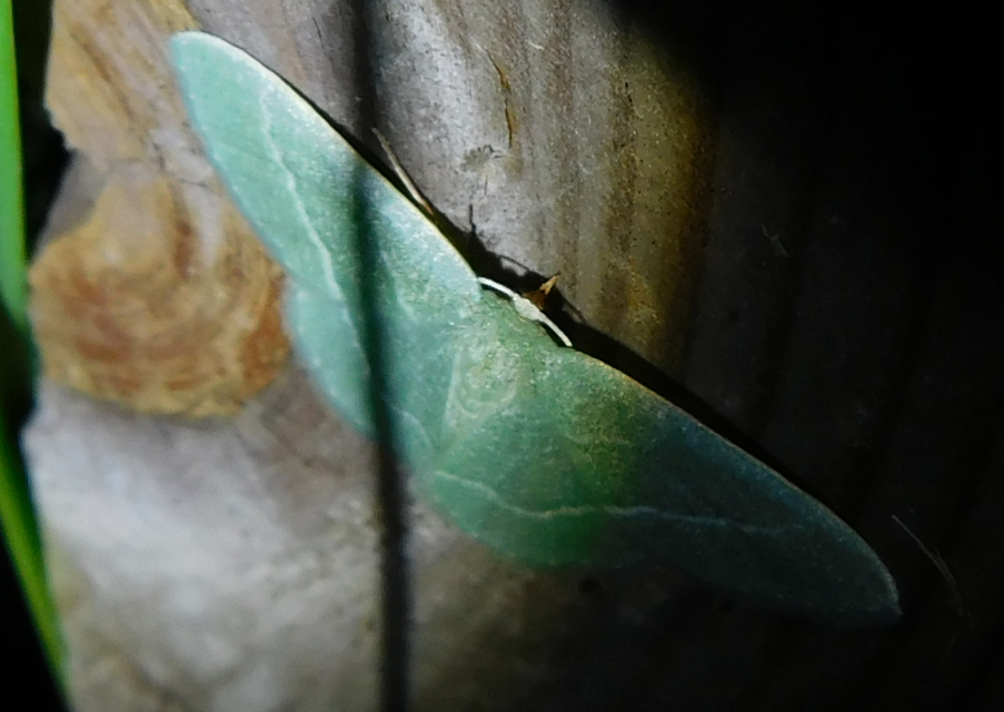 Phaiogramma etruscaria - fehérpettyes zöldaraszoló