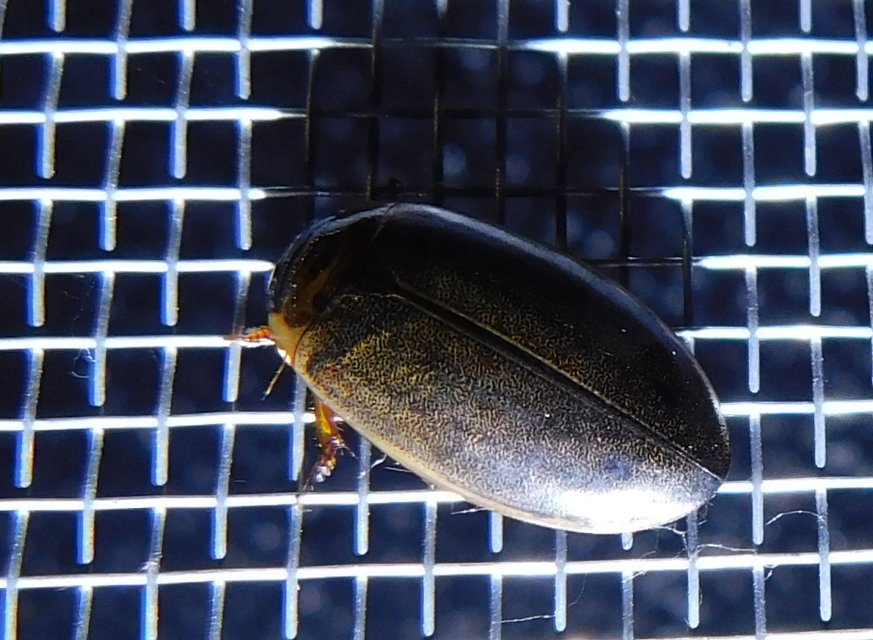 Rhantus