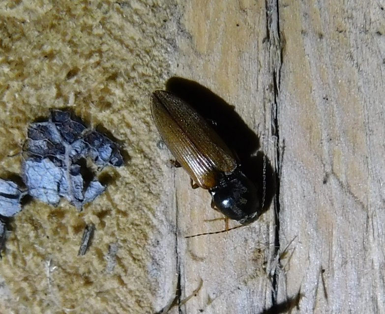Dicronychus testaceus