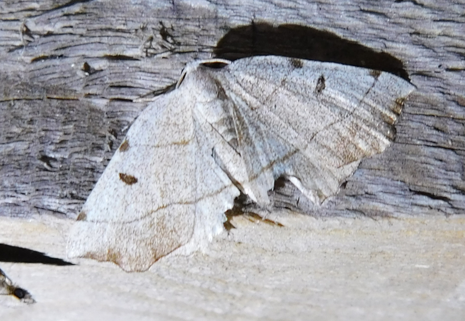 Eilicrinia trinotata - háromjegyű araszoló
