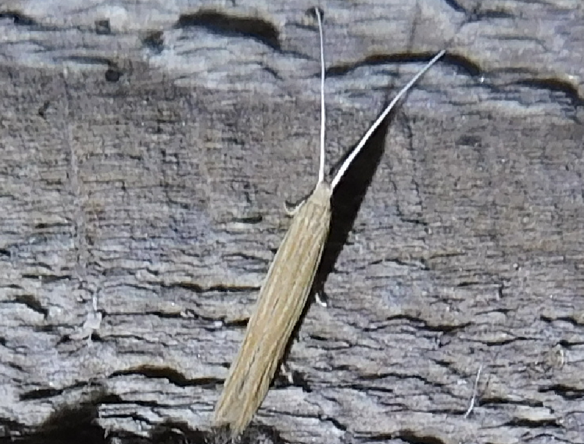 Coleophora