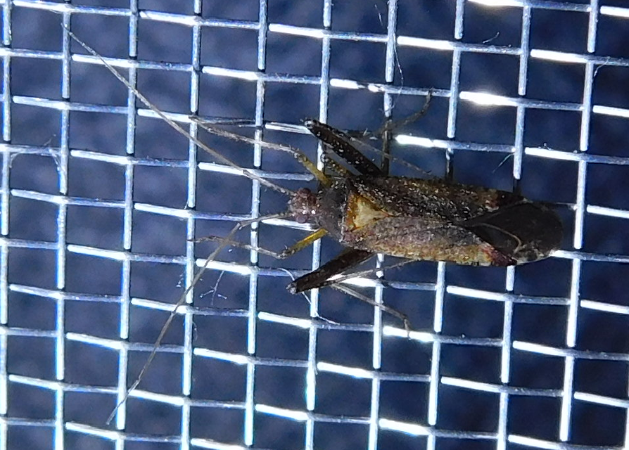 Phytocoris