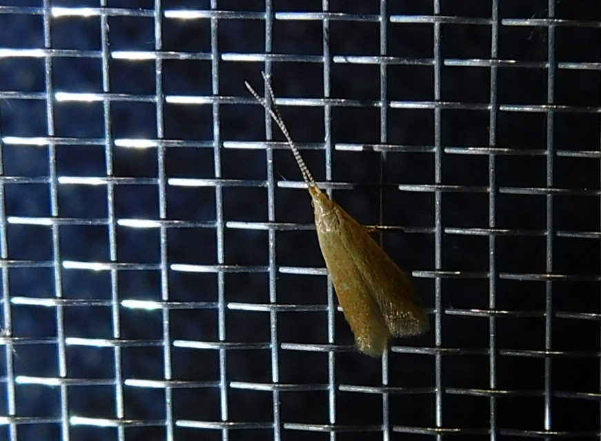 Coleophora