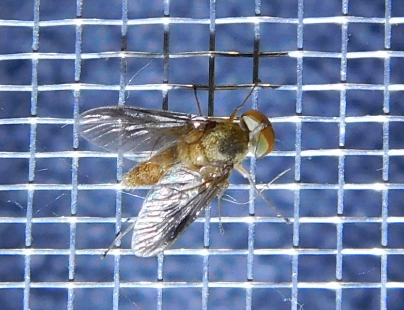 Rhagionidae - kószalégyfélék