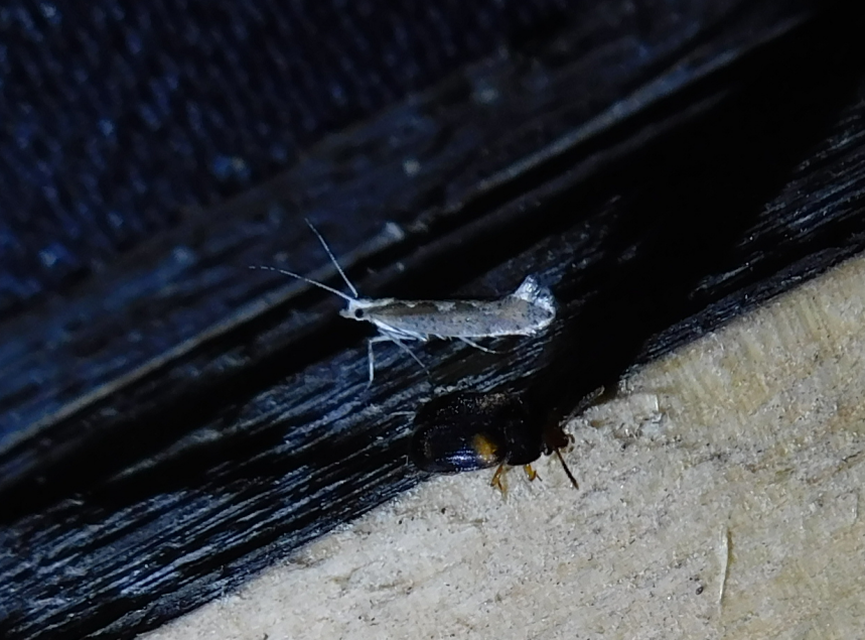 Mycetophagus quadripustulatus - négyfoltos gombabogár