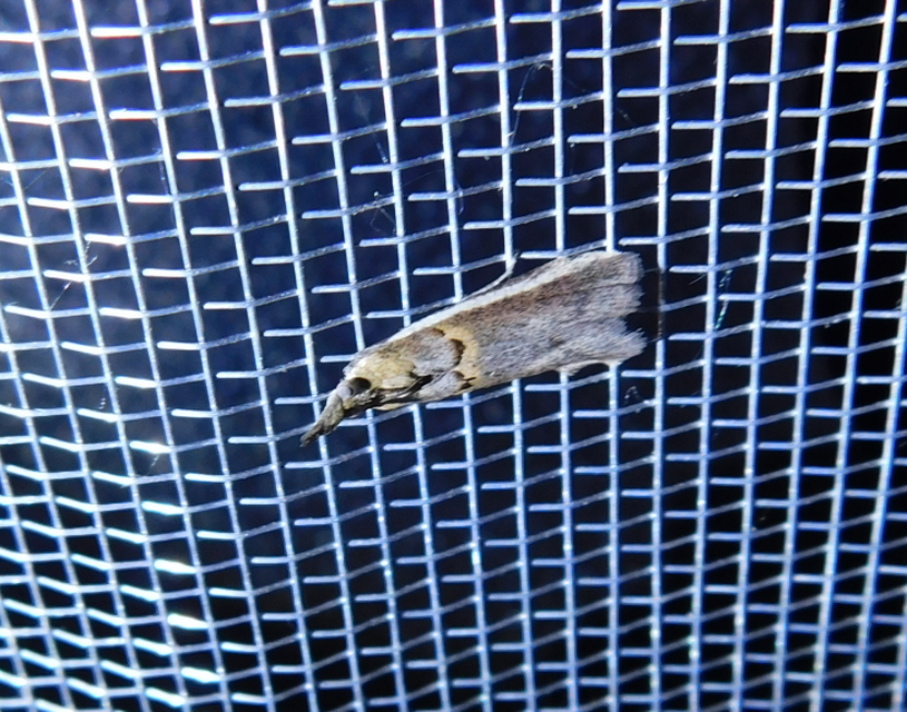 Etiella zinckenella - akácmoly