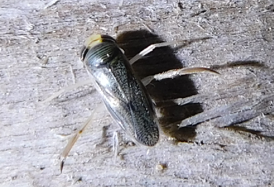 Corixidae - búvárpoloskák Corixidae - búvárpoloskák