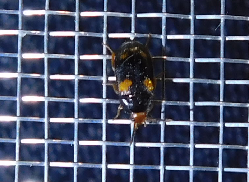 Mycetophagus quadripustulatus - négyfoltos gombabogár