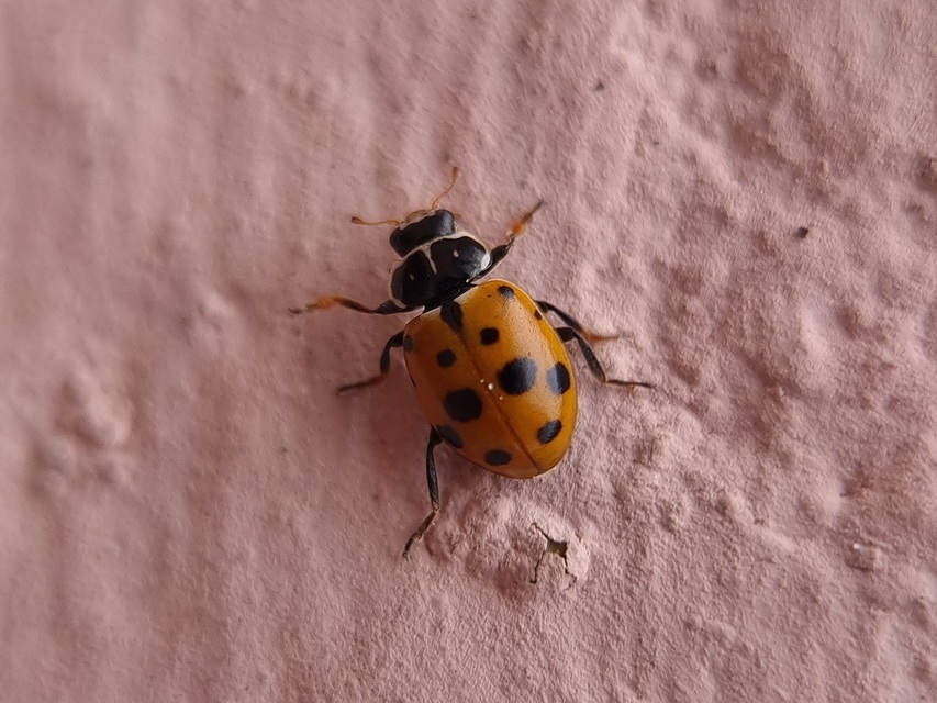 Hippodamia variegata - tizenhárompettyes katica
