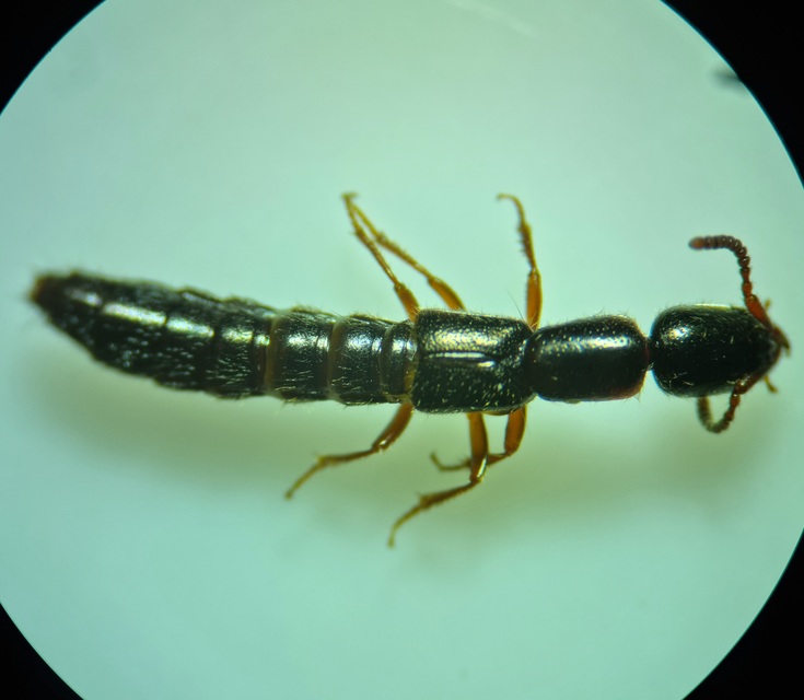 Xantholinus linearis - bronzfényű rovátkásholyva Xantholinus linearis - bronzfényű rovátkásholyva