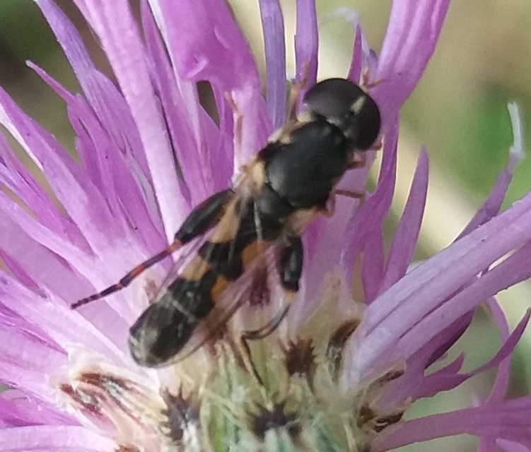 Syritta pipiens - zizegő comboslégy