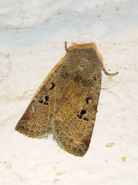 Conistra rubiginosa - szürke télibagoly