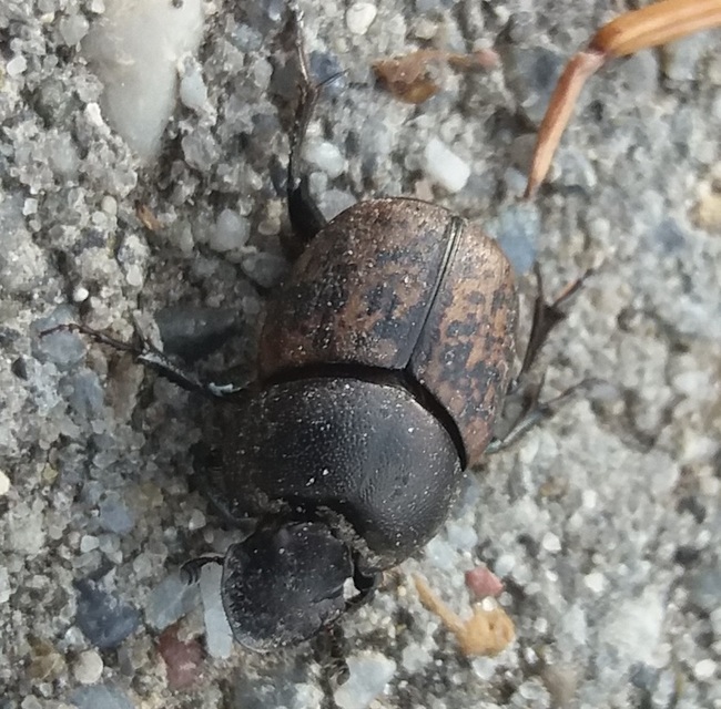 Onthophagus fracticornis - bronzos trágyatúró
