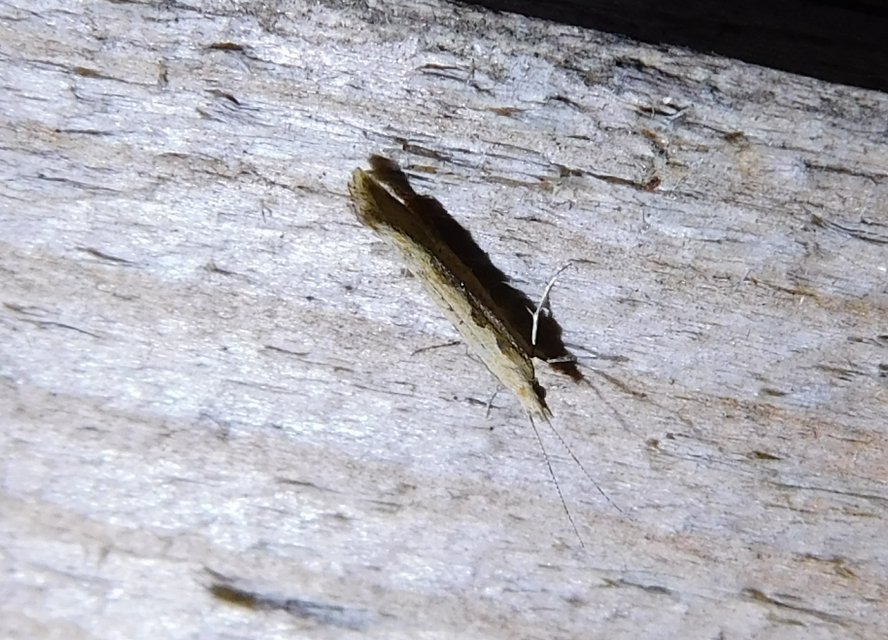 Plutella xylostella - káposztamoly