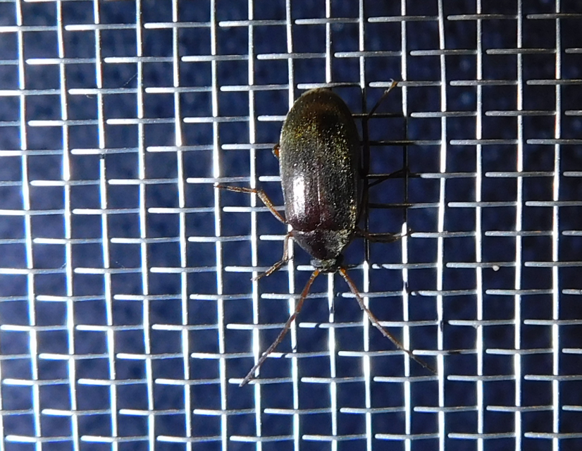 Hymenalia rufipes - rőtlábú alkonybogár