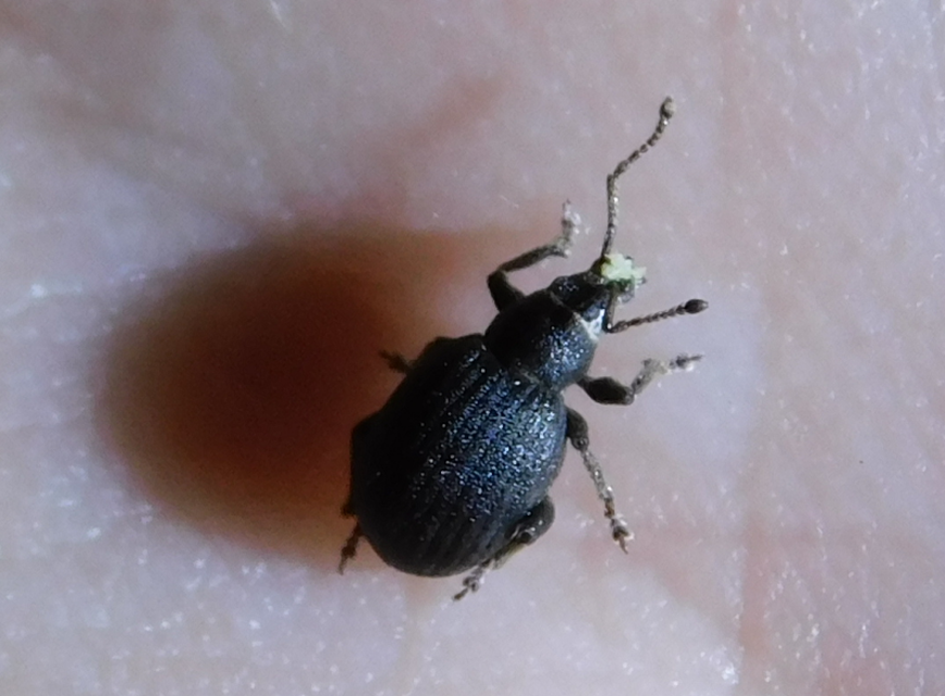 Peritelus familiaris - nagy kendermagbogár