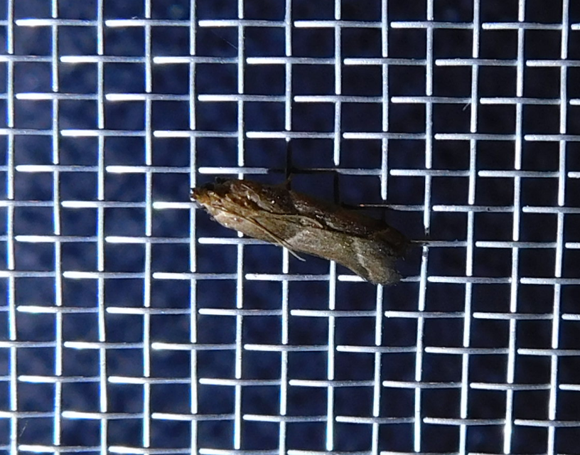 Nyctegretis lineana - agátszínű karcsúmoly
