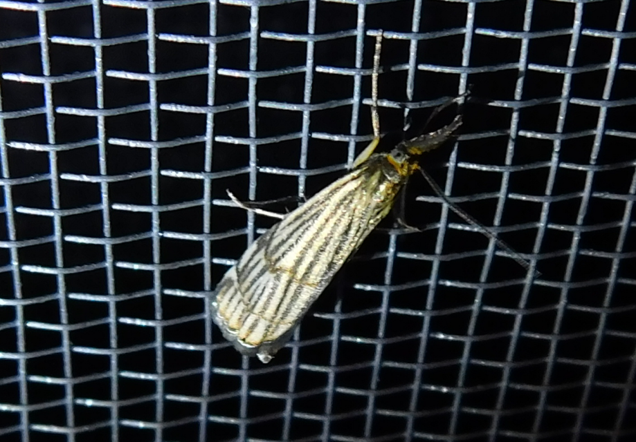 Chrysocramboides craterella - rácsos fűgyökérmoly